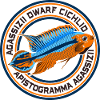 Apistogramma dverg cichlid akvarium prydfisk