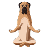 Chien de bullmaste méditant