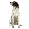 Sitting Cesky Fousek Dog