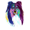 Farbiger Langhaarcollie Hund