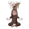 Meditate Chinese Crested Dog
