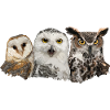 Owls and owl