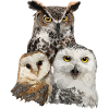 Owls and owl