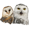 Snowy Owl and Barn Owl