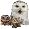 owl, owl and owlet