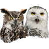 Snowy Owl and American Owl