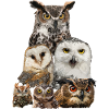 Owls
