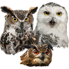 Owls