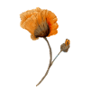 Blume