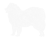 Samoyed Samoyed propriétaire de chien