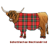 Schottisches Hochlandrind