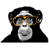 Chimpanzee - monkey