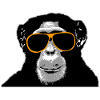 Chimpanzee - monkey