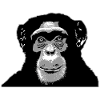 Chimpanzee - monkey