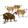 Stier, Kühe