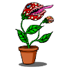 Carnivorous plant