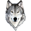 Wolf Wolf
