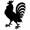 Black Rooster