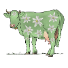 Cow, Edelweiss, Switzerland