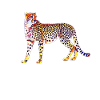 cheetah
