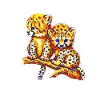 Cheetahs