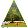 sheep with shepherd