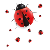 Ladybug