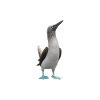 Blue-footed booby