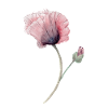 Blume