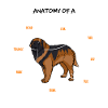 Anatomy Of A Leonberger Funny Dog Owner Gift
