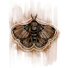 Moth