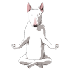 Meditate Bullterrier Dog
