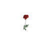 Poppy