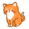 ginger cat