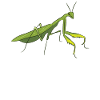 Sauterelle insecte Praying Mantis Sauterelles