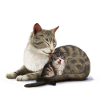 Mom cat and her kitten Good night my little one