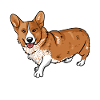 Corgi