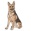 German Shepherd
