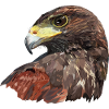 Red and black hawk