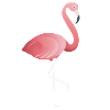 Flamingo on one leg