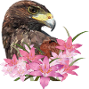 harris hawk