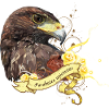 harris hawk