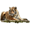 Bengal tiger