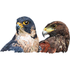 harris falcon and peregrine falcon