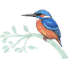 The kingfisher