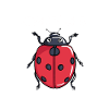 J’aime vraiment les coccinelles