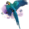 Blue and yellow macaw