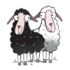 Sheep funny gift