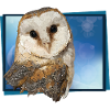 barn owl