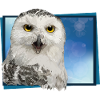 Snowy owl